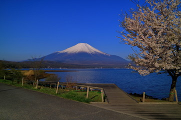 Mt.Fuji et fleurs de cerisier du lac Yamanaka