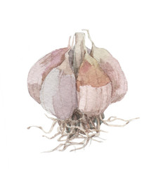 Watercolor garlic isolated on white. Health. Food. Vegetable. Spice.