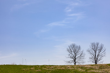 春の青空を背に立つ二本の木