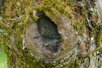 tree hole