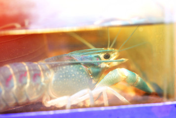 Crawfish in the fish tank.