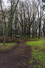 Fototapeta premium Dirt road between the deciduous trees