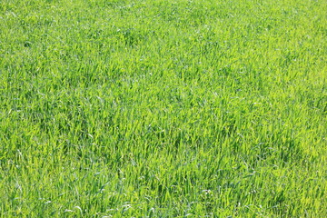 Natural green background with juicy spring green grass