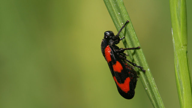 Red Blister Beetle
