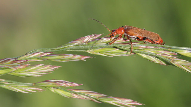 Coomon Red Soldier Beetle