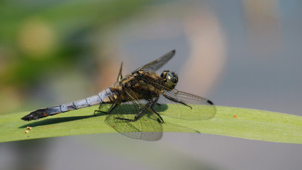 Broad Bodied Darter