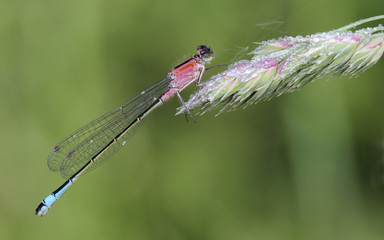 Damselfly