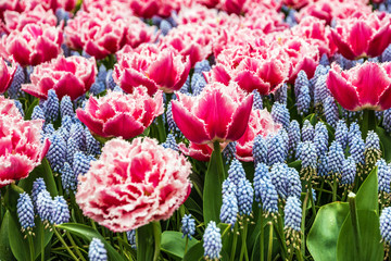 Flower park in Holland, tulip field, Netherlands, Keukenhof