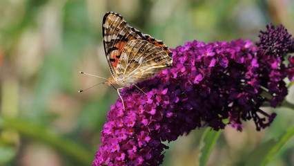 Painted Lady