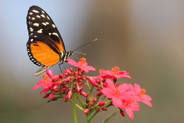 Tiger Longwing Butterfly