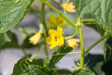 cucumber plant growing in field and pollinated with bee