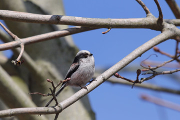 Lon Tailed Tit