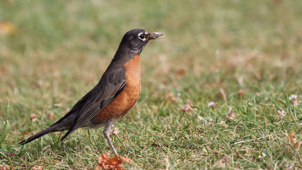American Robin