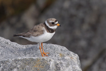 Ringed Plover
