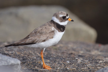 Common Ringed Plover