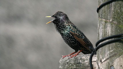 Starling
