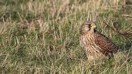 Kestrel