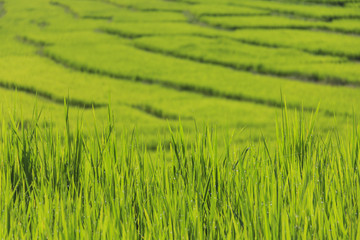 Fresh close-up rain water drops or dew drops on green rice leaf with morning light in rice field.