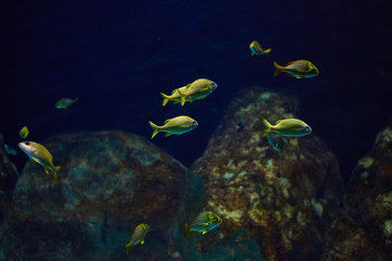Small bright yellow fishes in the blue sea abyss