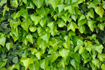 Fototapeta na wymiar Natural background of vibrant green ivy leaves
