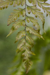 Sword fern