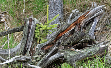 Another shot of plant from the tree stump