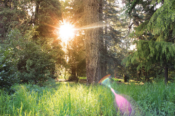 Sunset in the forest. Orange sun among trees.