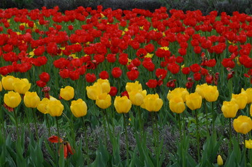 Wiosenne rozkwitłe tulipany/Spring blowing tulips 