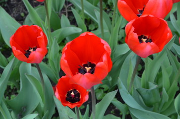 Wiosenne rozkwitłe tulipany/Spring blowing tulips 