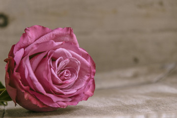 Naklejka premium Rose vor Holz mit Freiraum