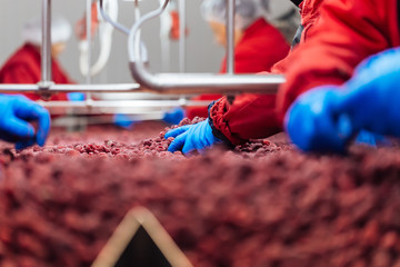 People at work. Unrecognizable workers hands in protective blue gloves make selection of frozen raspberries. Factory for freezing and packing of fruits and vegetables. Low light and visible noise.