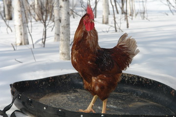 rooster standing on the tubing against the winter birches