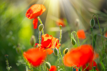 Poppy flowers field nature spring background. Blooming poppies