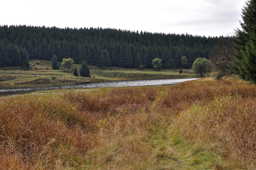 Fototapeta premium Trees on the river side