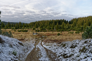 Trees from the dirt road