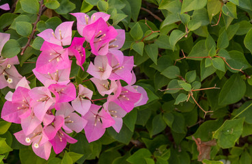 Pink paper flowers in the garden.