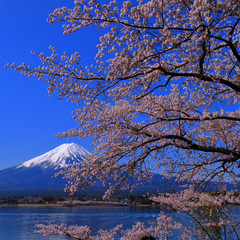 Fleurs de cerisier et Mt.Fuji De Kawaguchi Lake, carr&eacute;