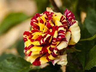 Red and yellow rose in blooming in springtime