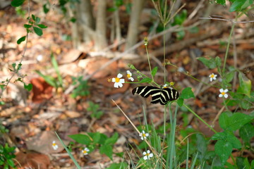 Black and yellow Butterlfy of Florida