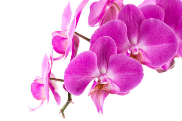 Naklejka na ściany i meble orchid pink flower