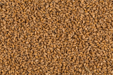 whole background of wheat grain