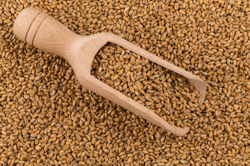 Wheat grain on white