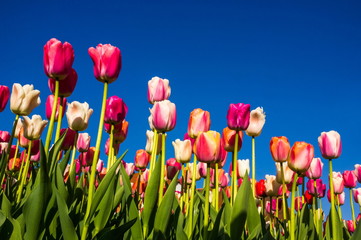 Colorful tulips in spring field