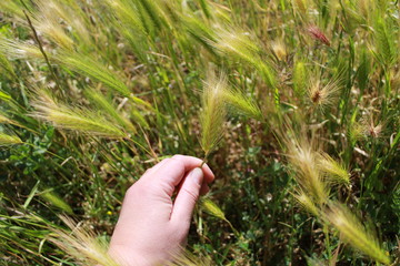 cueillir une herbe jardiner