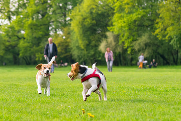 Fototapeta na wymiar Group of beautiful funny beagle dogs playing outdoors at spring or summer park.
