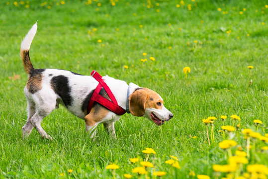 Beautiful funny beagle dog playing outdoors at spring or summer park.