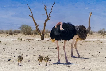 Papier Peint photo Lavable Autruche Family of African ostrich (Struthio camelus) with young chicks in nature reserve park, 35 km north of Eilat, Israel