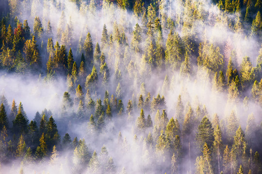 Fototapeta Fog and sun rays on the pine and fir forest