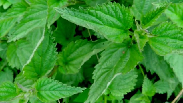 Brennessel, Heilpflanze und Nahrungsmittel