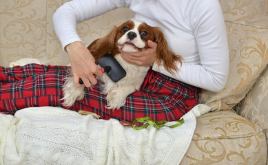 Closeup of lovely dog Cavalier King Charles Spaniel sitting on a woman's lap and enjoying brushing